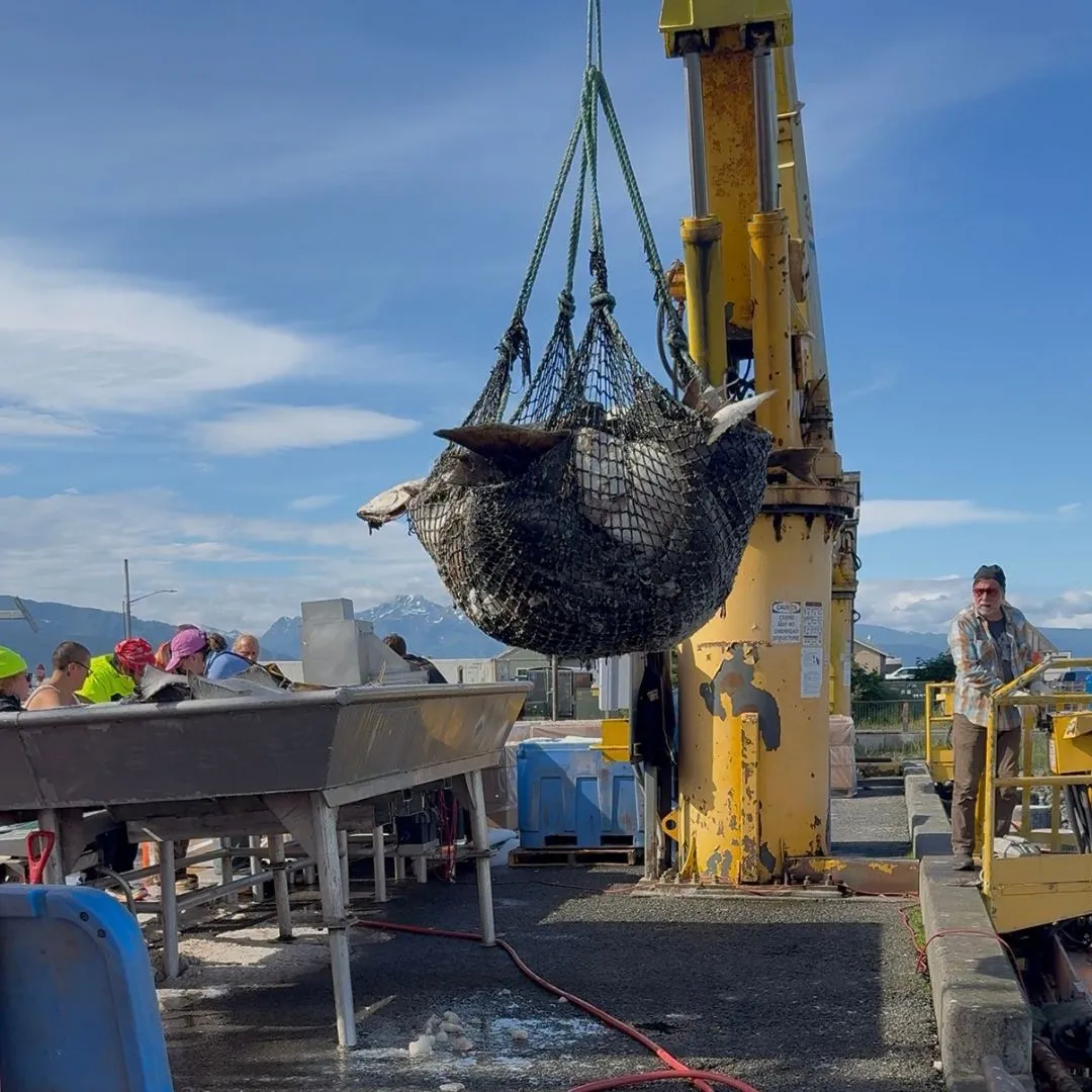 A brailer bag of fresh halibut coming off the boat at the Homer dock
