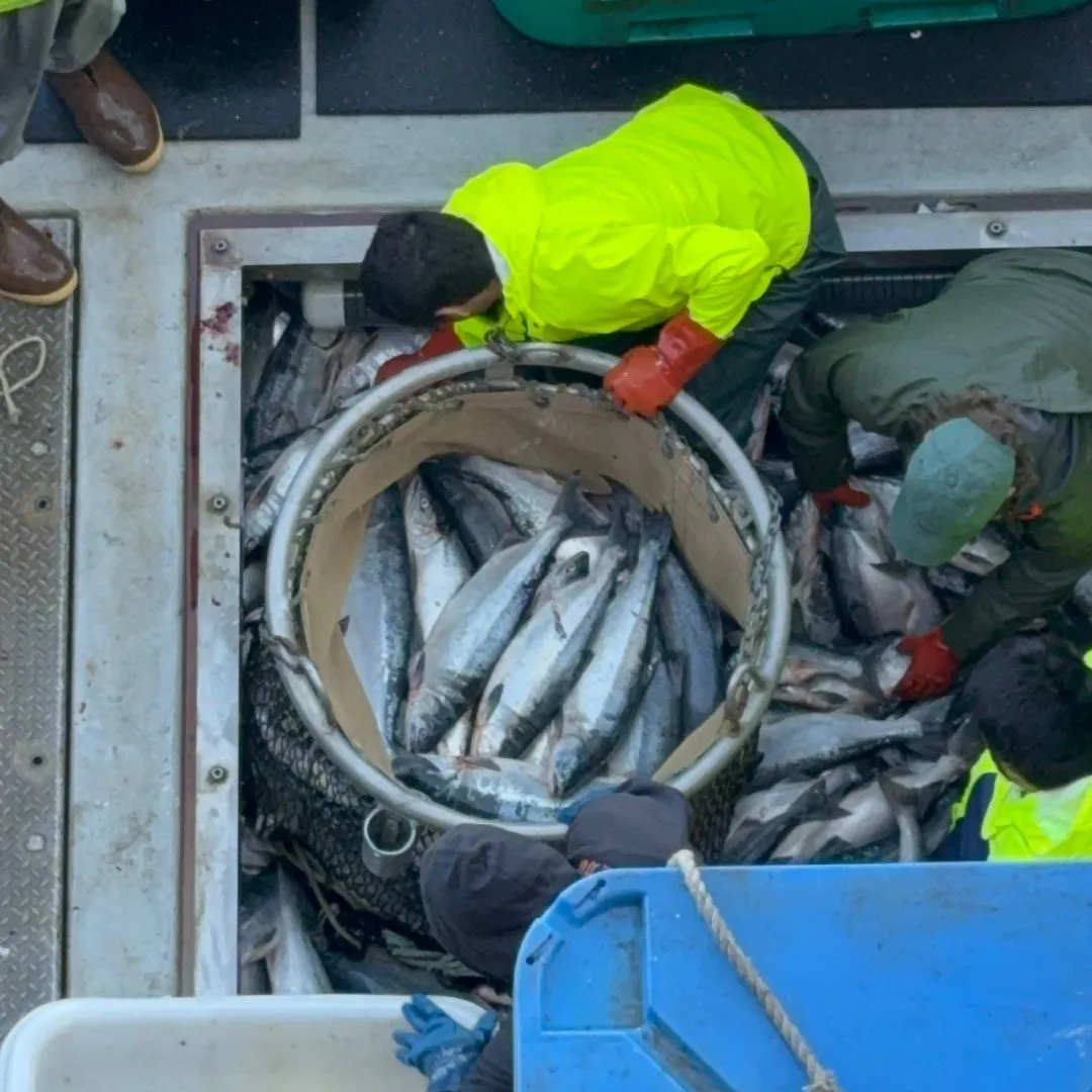 Sockeye salmon being loaded from a tender vessel in Cook Inlet