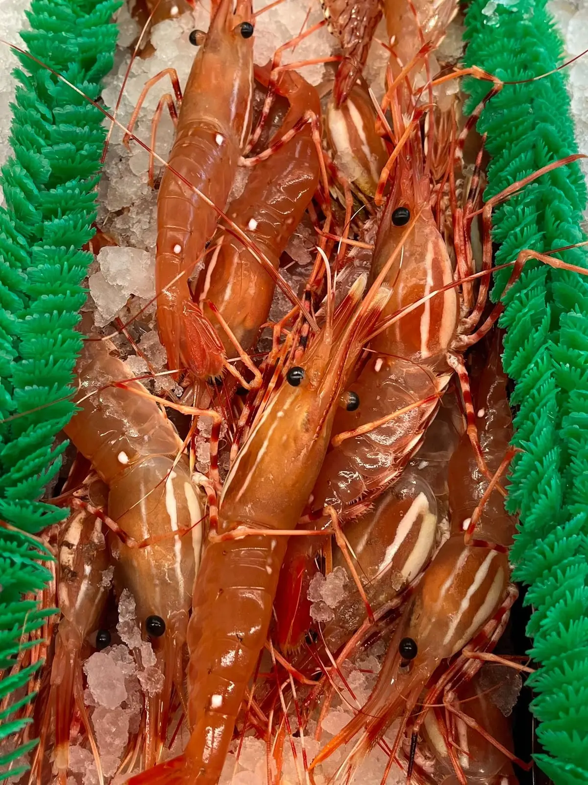 Whole BC spot prawns on crushed ice, showing their white spots and striped shells