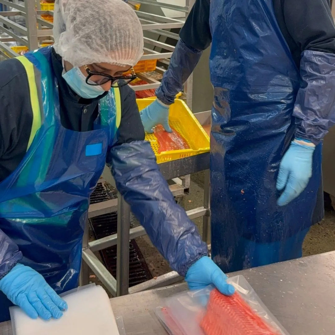 Bagging sockeye fillets for the vacuum-packing machine
