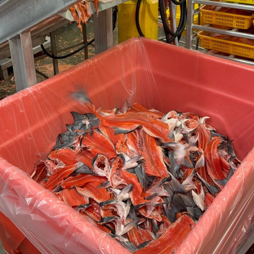 Collecting salmon frames whose meat is later spooned off the bones