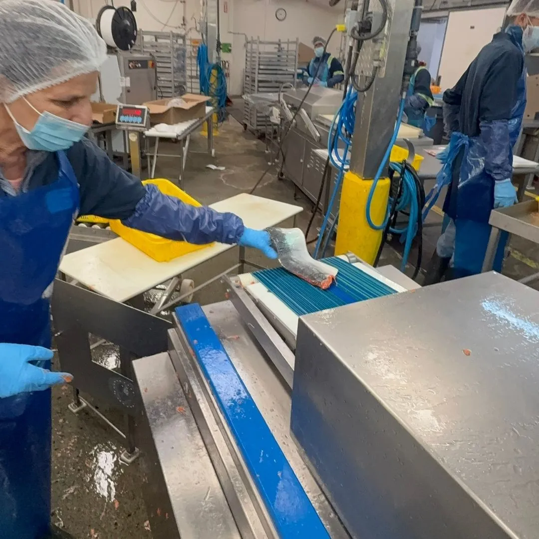 Team member running sockeye fillets through the de-skinning machine