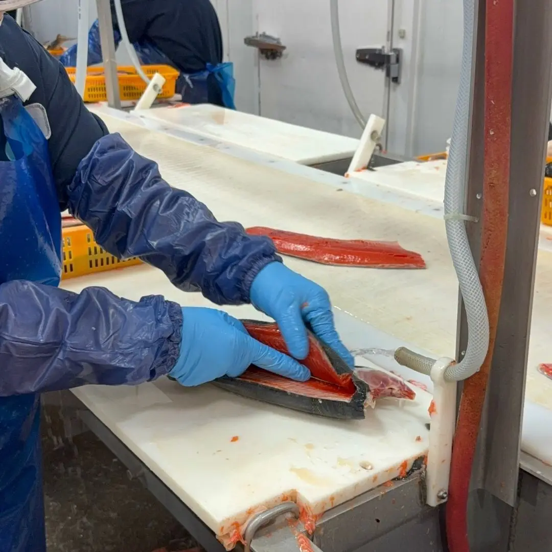 Filleting sockeye salmon by hand on the production line at 7 Seas' processing plant in Richmond, BC
