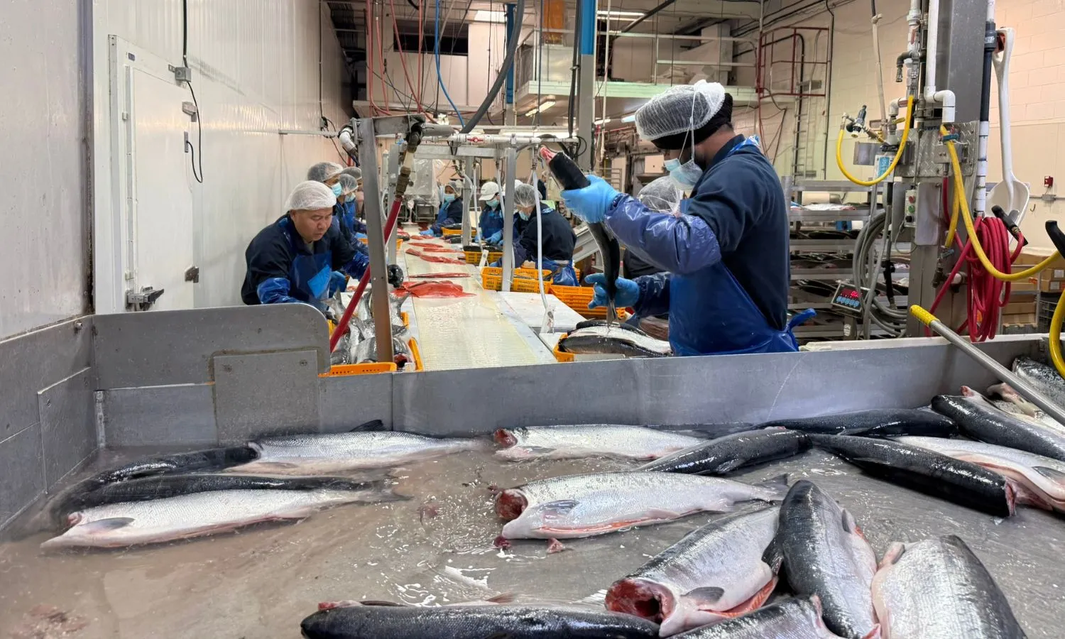Team member loading whole sockeye salmon from the hopper onto the production line at the 7 Seas plant in Richmond, BC