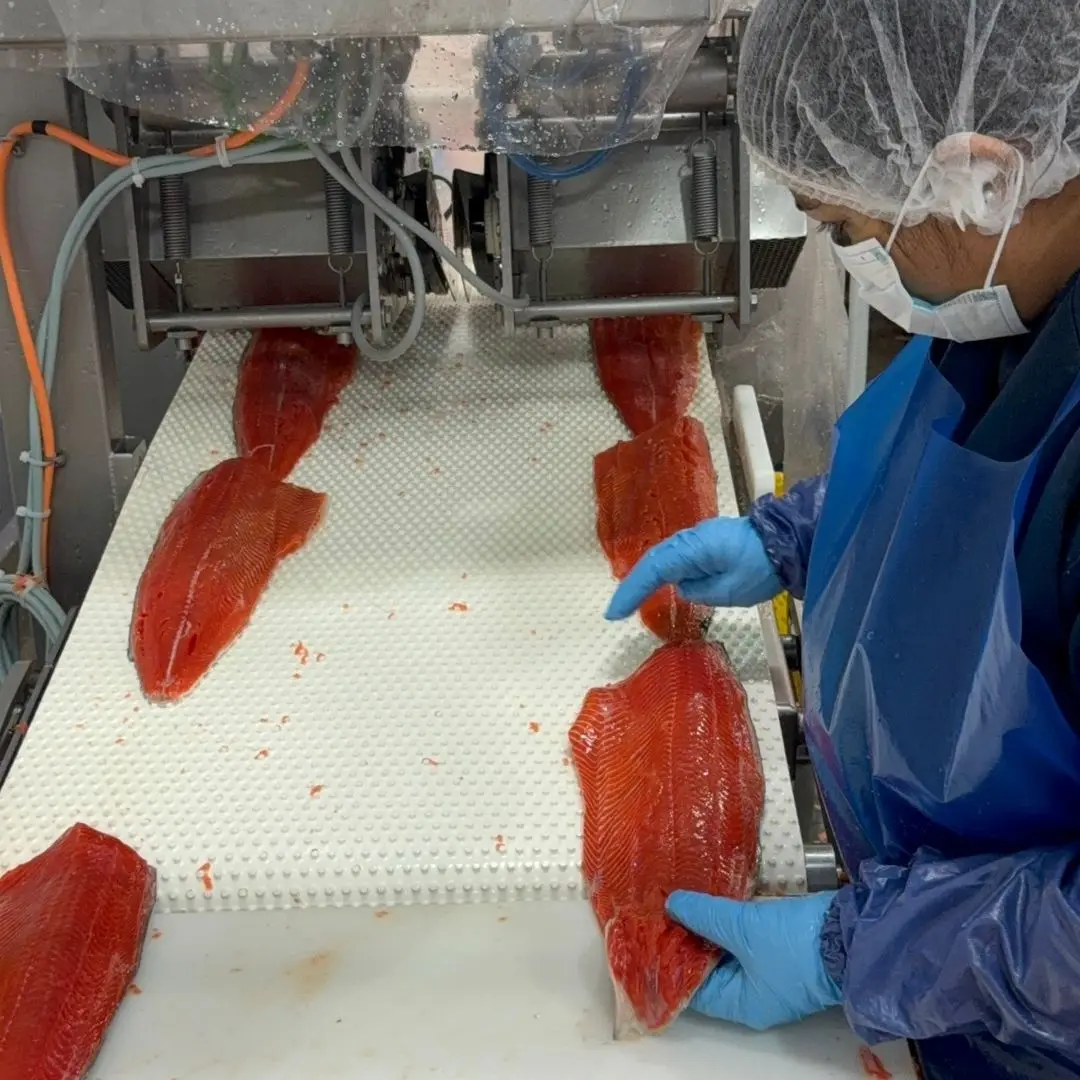 Team member feeding sockeye fillets into the pin-boning machine at the Richmond, BC plant