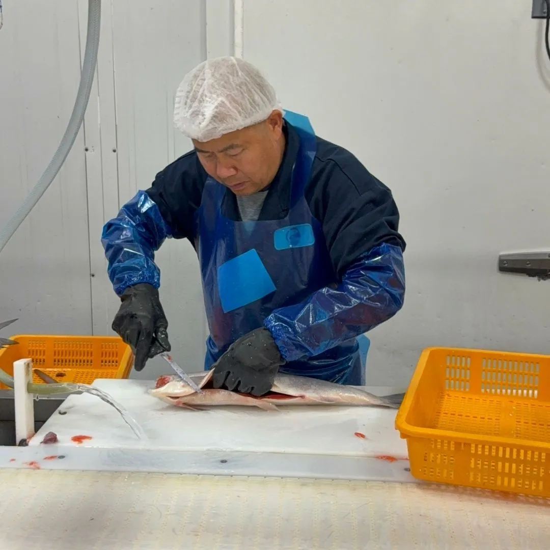 A master filleter hand-cutting sockeye salmon at 7 Seas' Richmond processing plant
