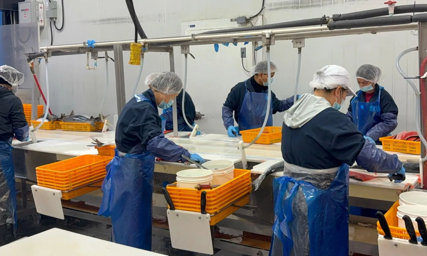 The 7 Seas fillet production team cutting sockeye salmon on the line in Richmond, BC