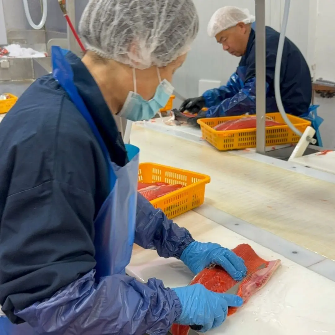 Trimming the belly membrane off sockeye fillets