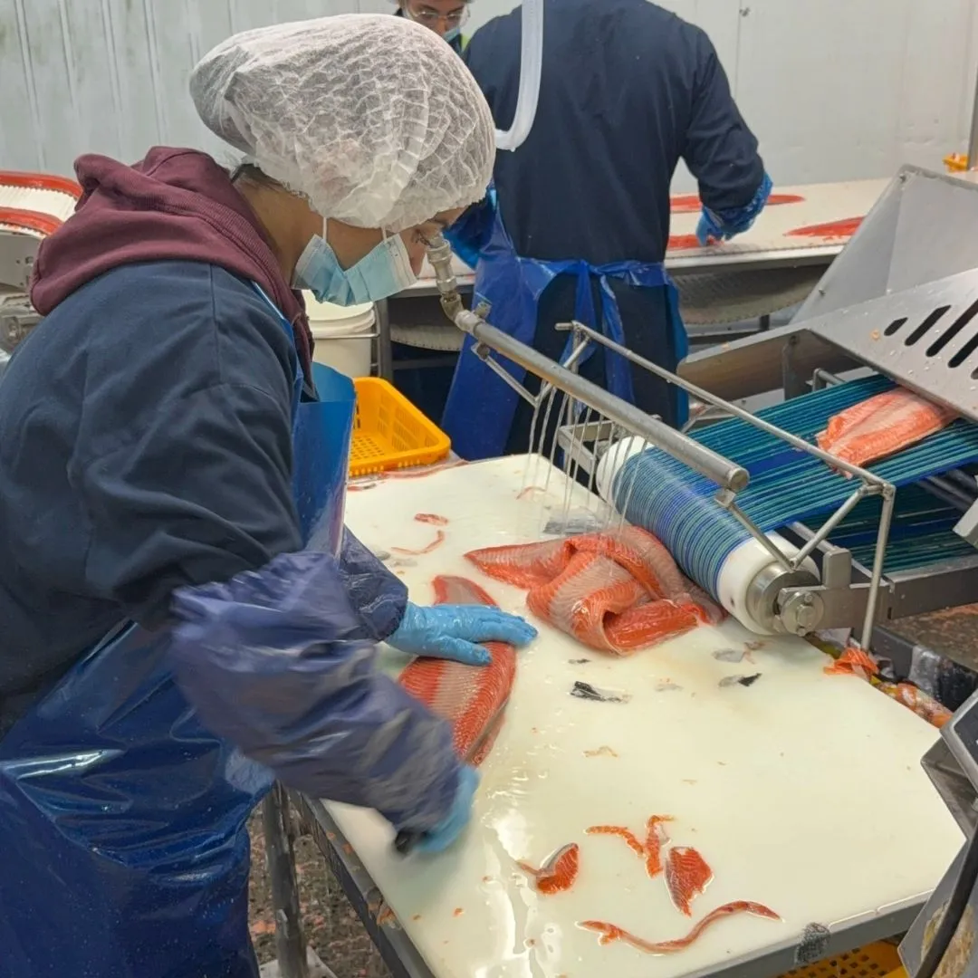 Trimming a sockeye fillet after de-skinning
