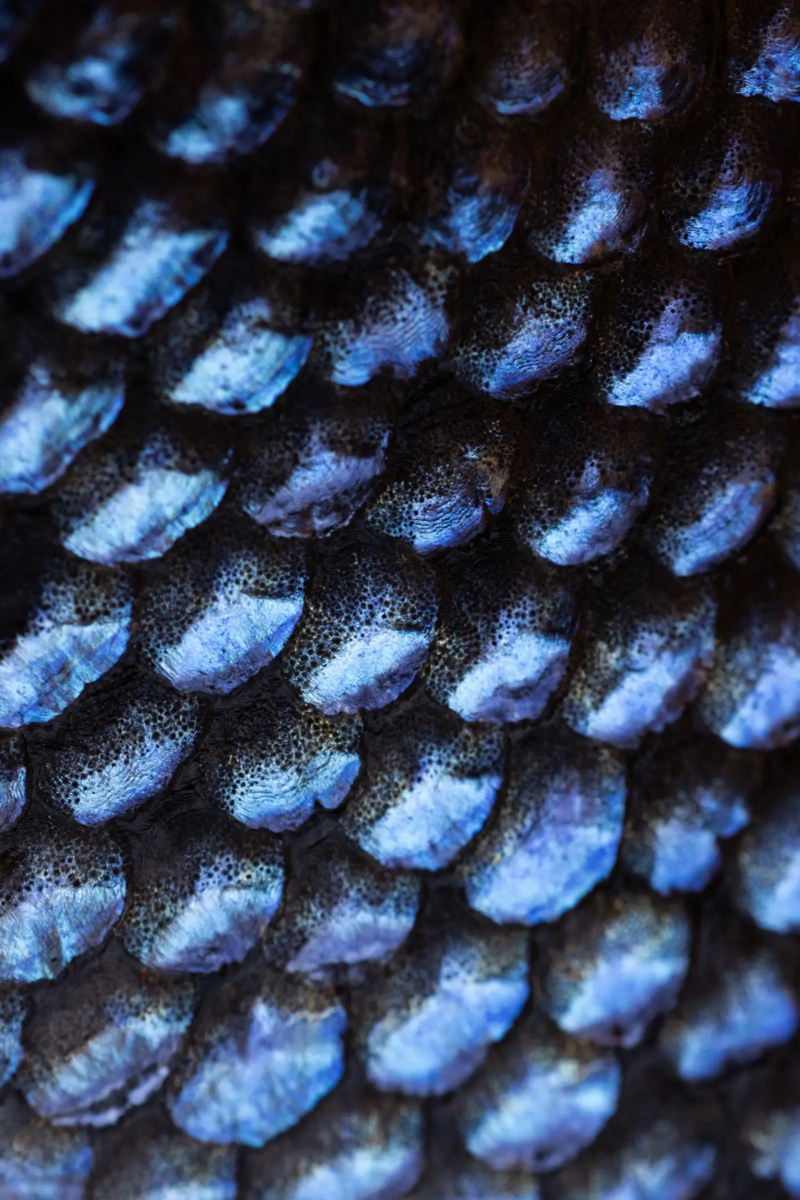 Macro close-up of iridescent blue fish scales