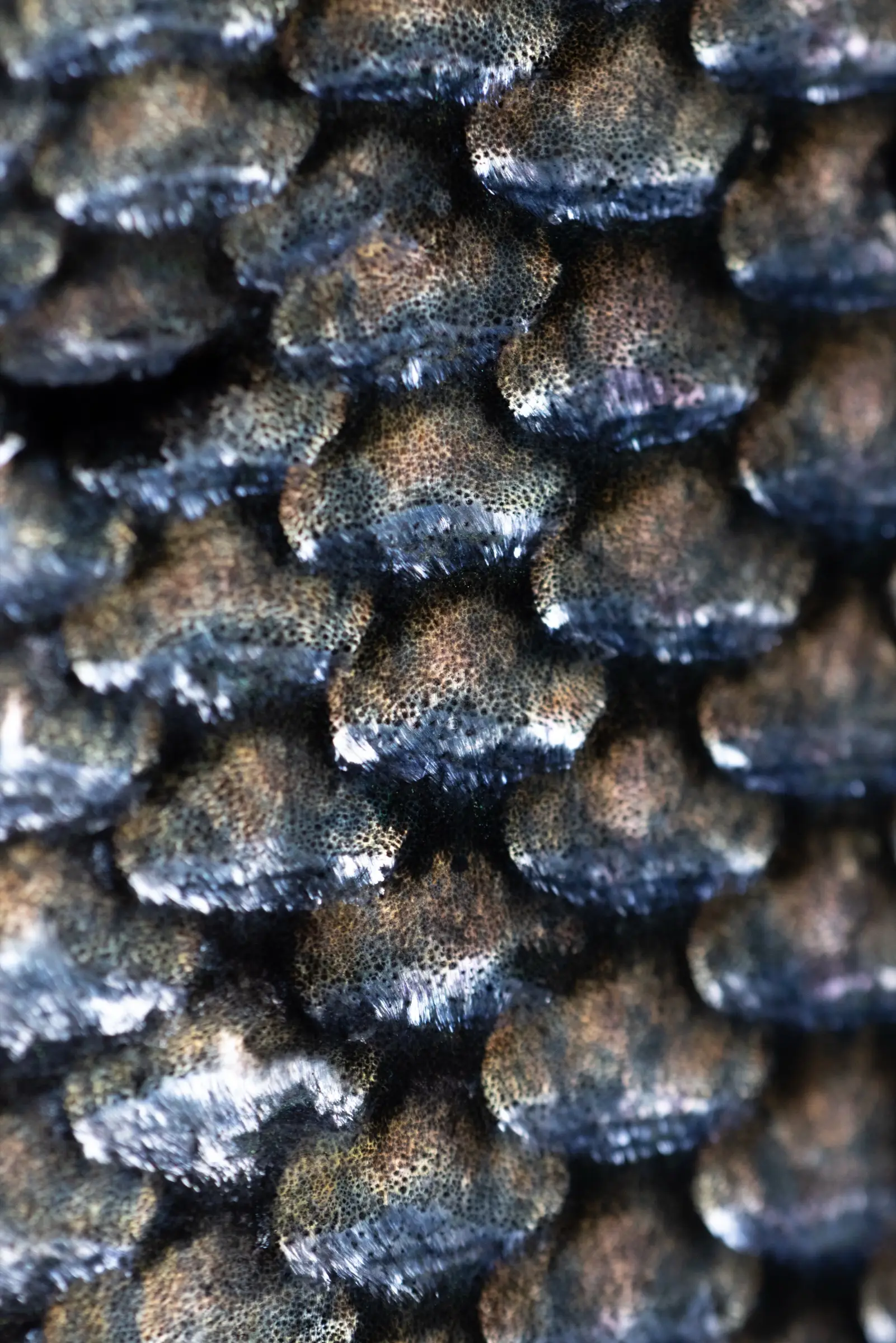 Macro close-up of the bronze and silver scales of a wild salmon
