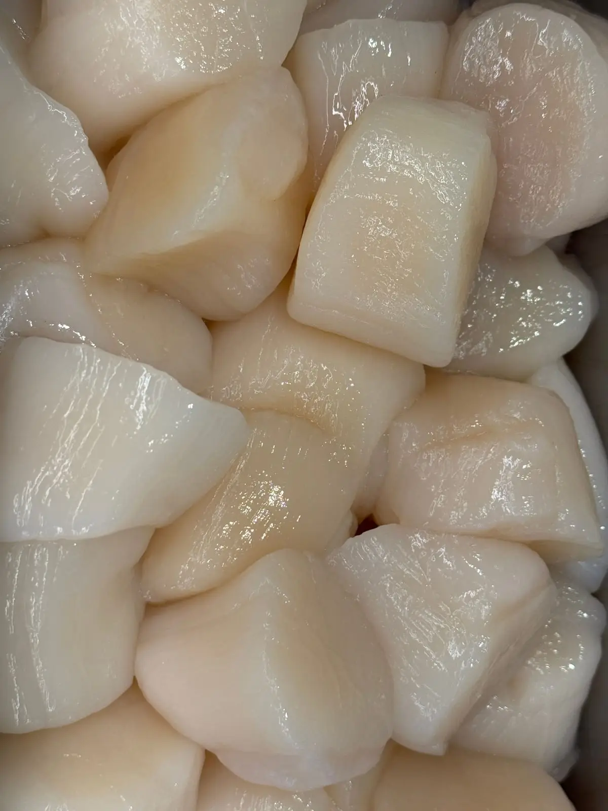 Fresh Atlantic sea scallops, never frozen, close up