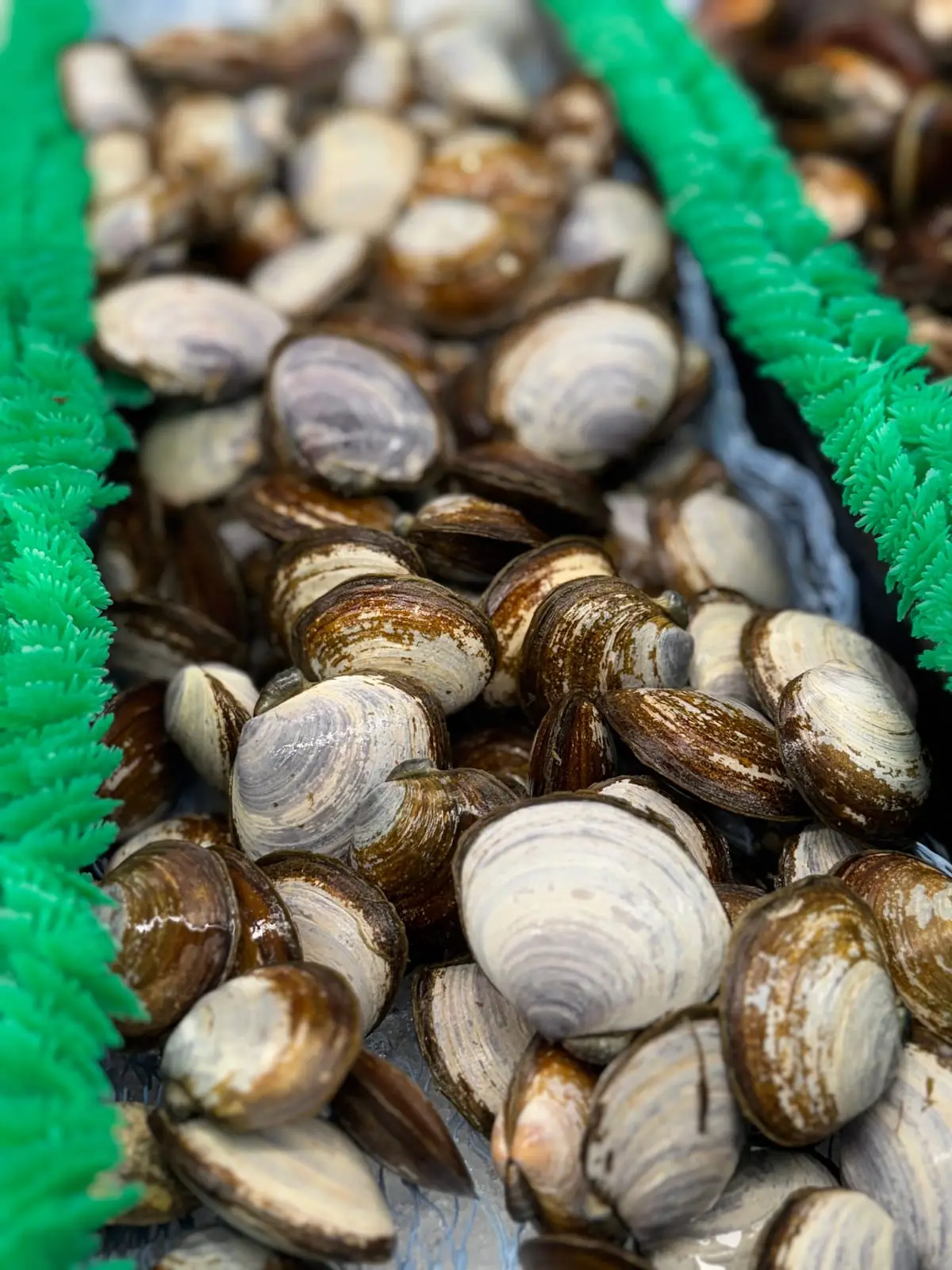 Live BC clams on ice