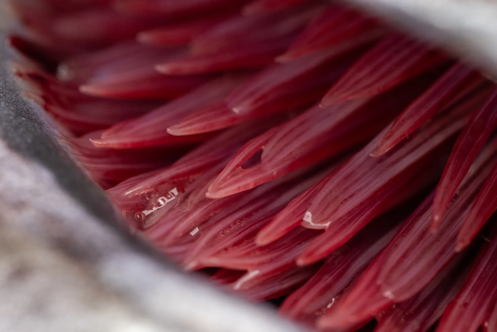 Close-up of the bright red gills of a freshly caught wild BC salmon — the freshness check wholesale seafood buyers look for