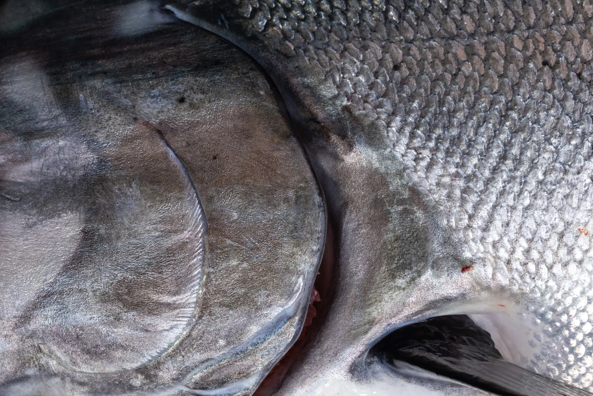 Close-up of the head and gill plate of a fresh wild salmon on ice — whole fish for wholesale seafood buyers