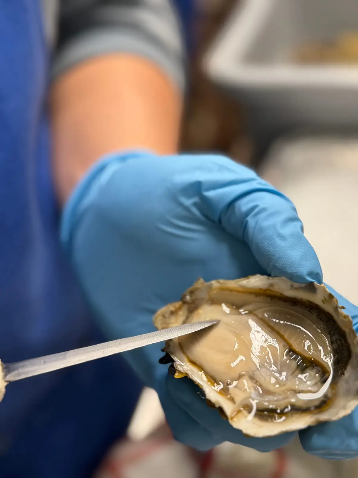 A gloved hand shucking a fresh oyster with an oyster knife