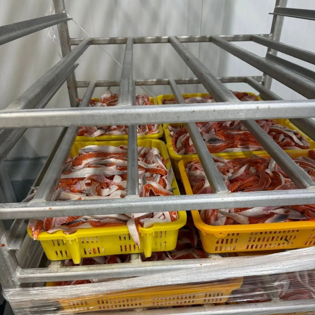 Sockeye bellies saved for candying and smoking