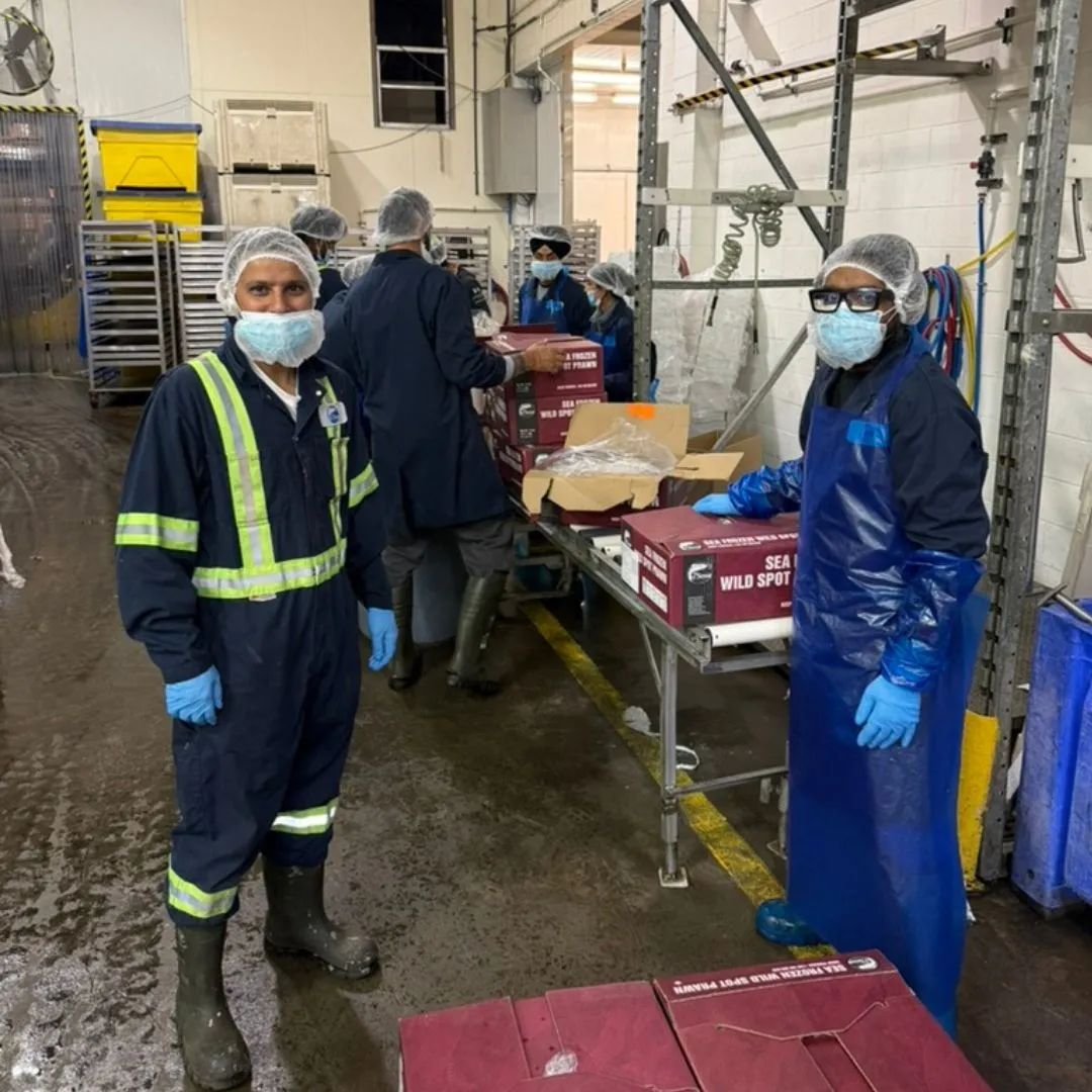 The team labelling cartons of sea-frozen wild spot prawns