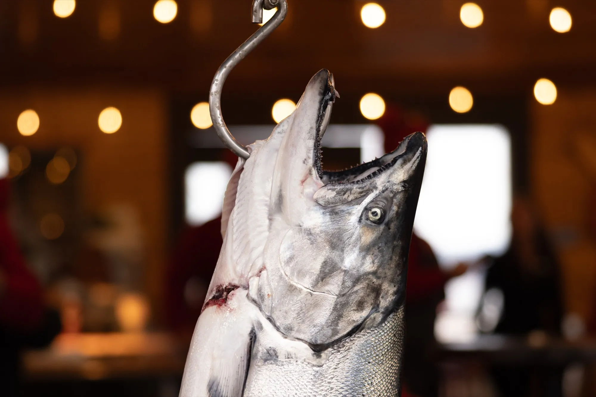 A whole fresh wild BC salmon hanging by the gill, glistening under warm lights