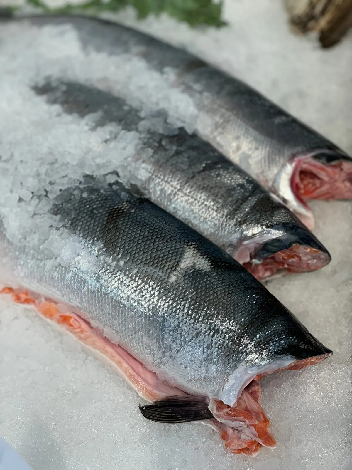 Whole wild sockeye salmon, dressed, on crushed ice