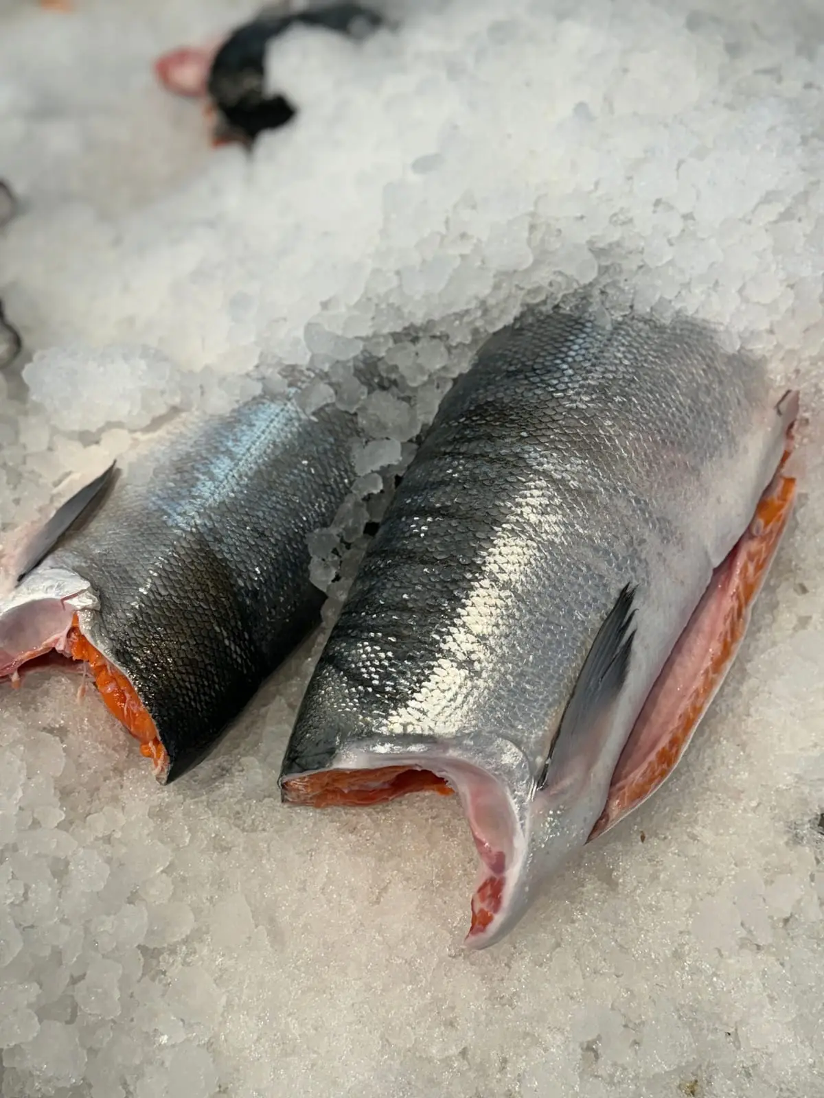 Two whole wild sockeye salmon, dressed and head-off, on crushed ice