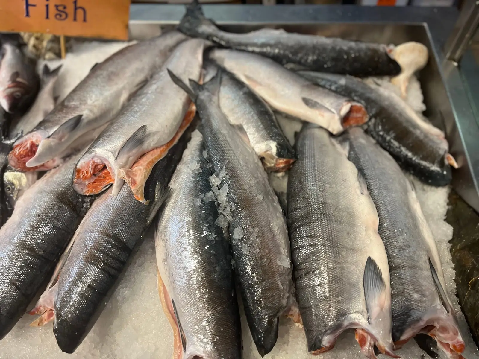 Whole wild BC sockeye salmon, dressed and head-off, piled on ice