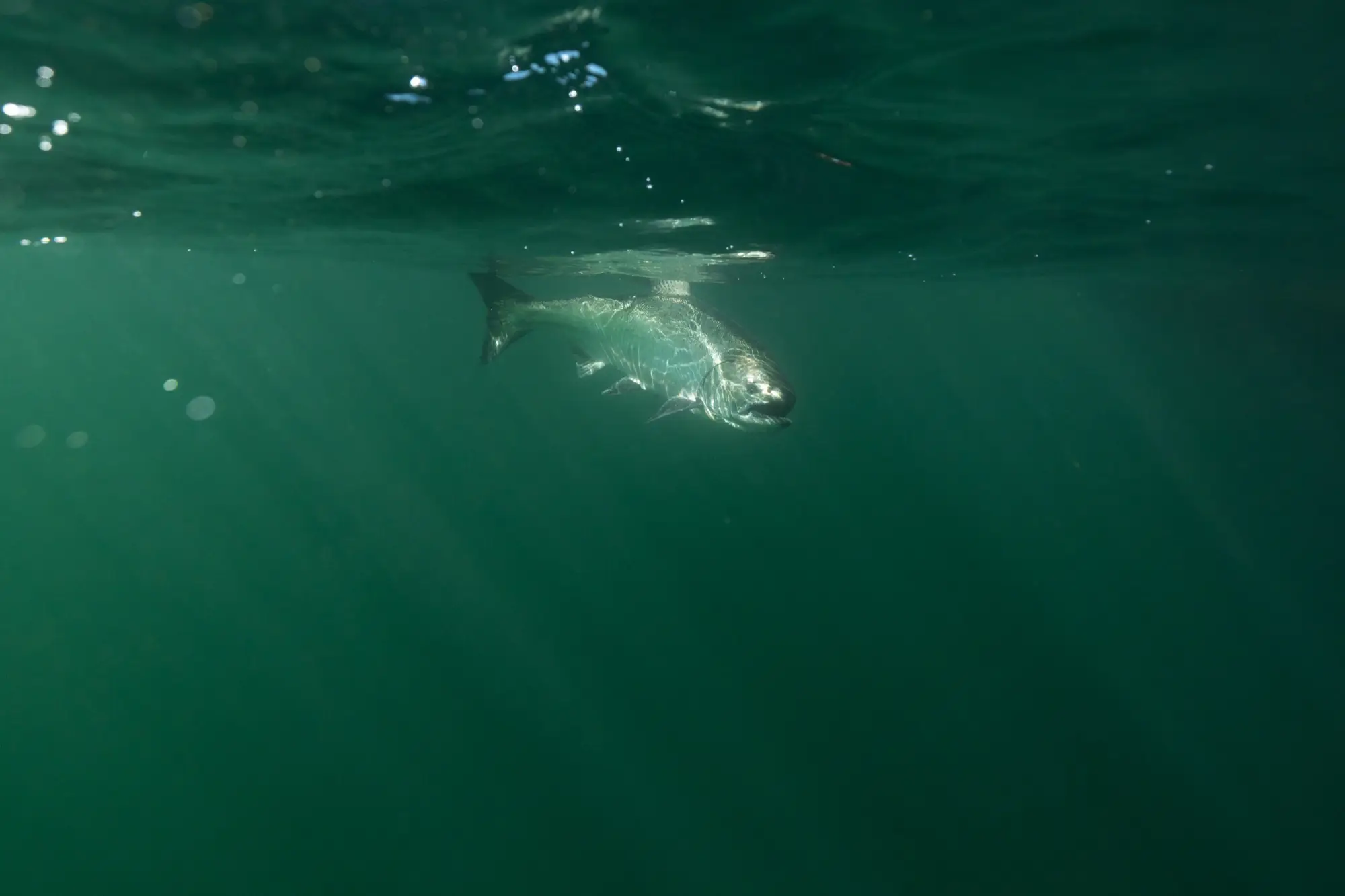 A wild BC salmon swimming just below the surface of green coastal water